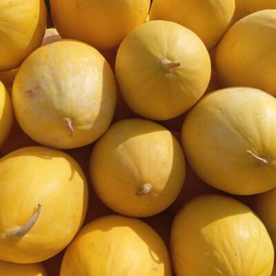 Honigmelone 'Mangomel F1'