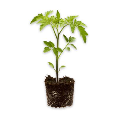 Salattomate 'Kallyspera F1'
