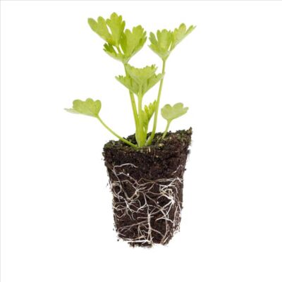 Knollensellerie 'Monarch'