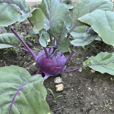 Kohlrabi 'Konstance'