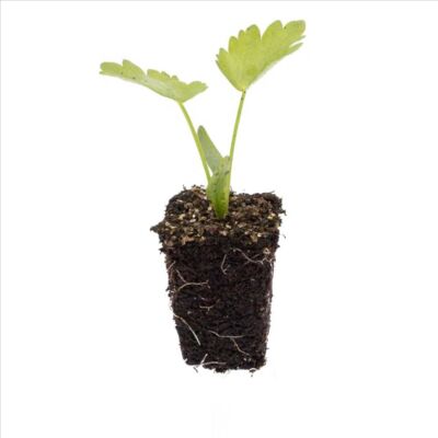 Pastinake 'Javelin'