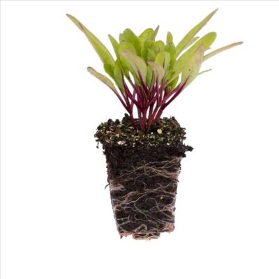Rote Bete 'Red Titan'