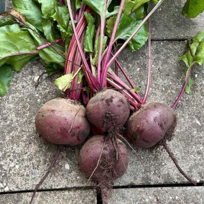 Rote Bete 'Red Titan'