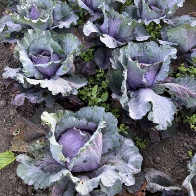 Rotkohl 'Futurima'