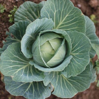 Wei&szlig;kohl 'Perfecta'