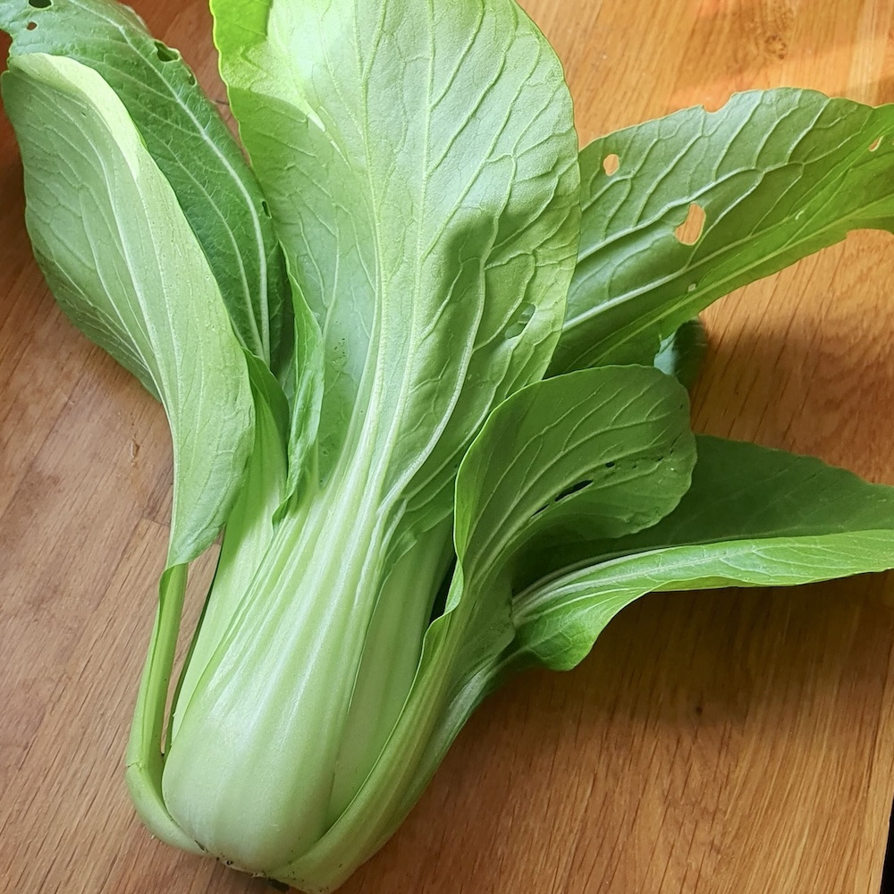 Product Image for Pak Choi - 6 Jungpflanzen