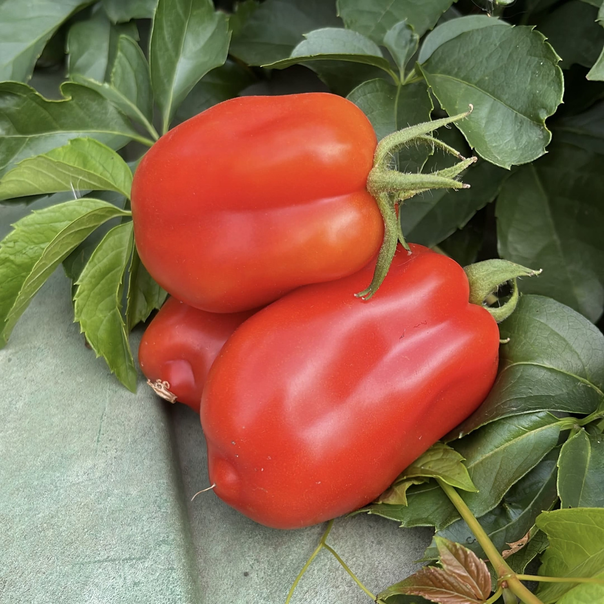 Product Image for Romatomate 'San Marzano' - 4 Jungpflanzen