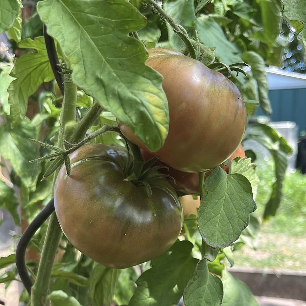 Product Image for Fleischtomate 'Schwarzer Prinz' - 1 Jungpflanze