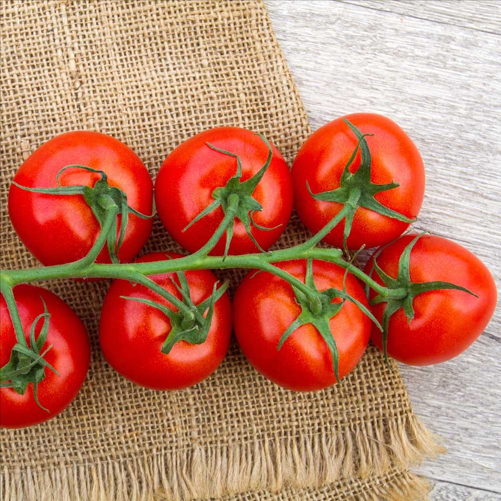 Product Image for Salattomate 'Kallyspera F1' - 1 Jungpflanze