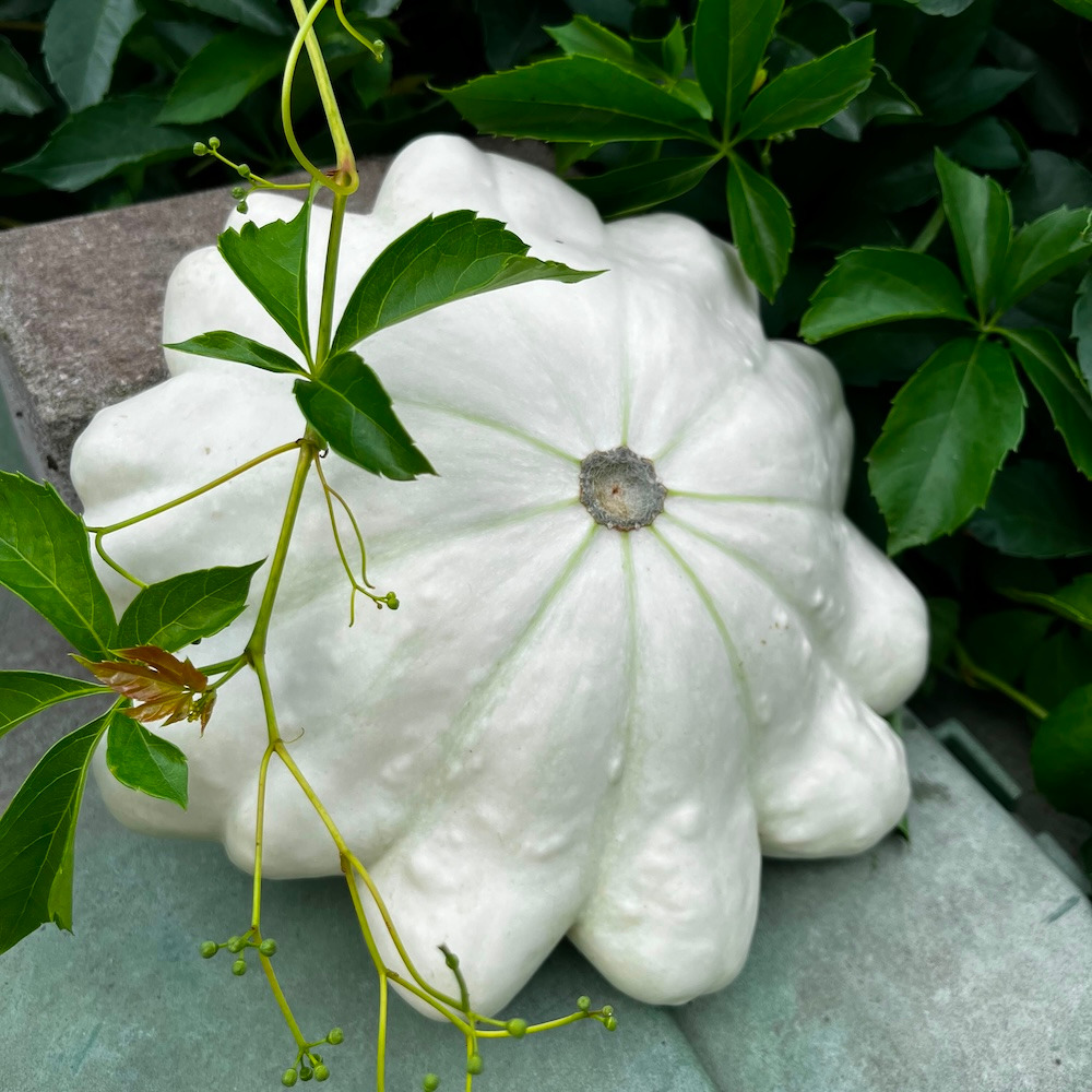 Product Image for Patissonkürbis 'Blanc' - 4 Jungpflanzen