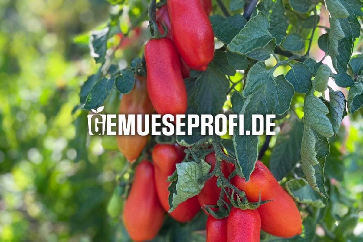 Alte Tomatensorten kaufen – traditionell und samenfest Alte Tomatensorten kaufen – traditionell und samenfest