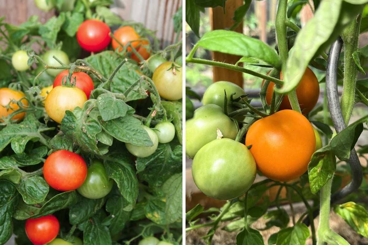 Klassische DDR-Tomatensorten – ein Stück Gartengeschichte Klassische DDR-Tomatensorten – ein Stück Gartengeschichte
