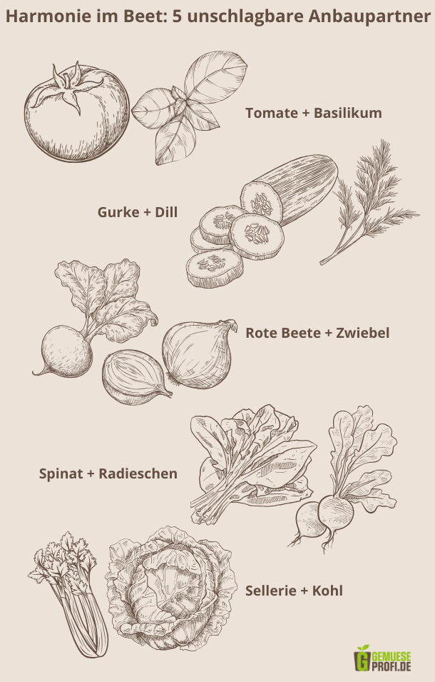 Grafische Darstellung von zusammenpassenden Beetpartnern