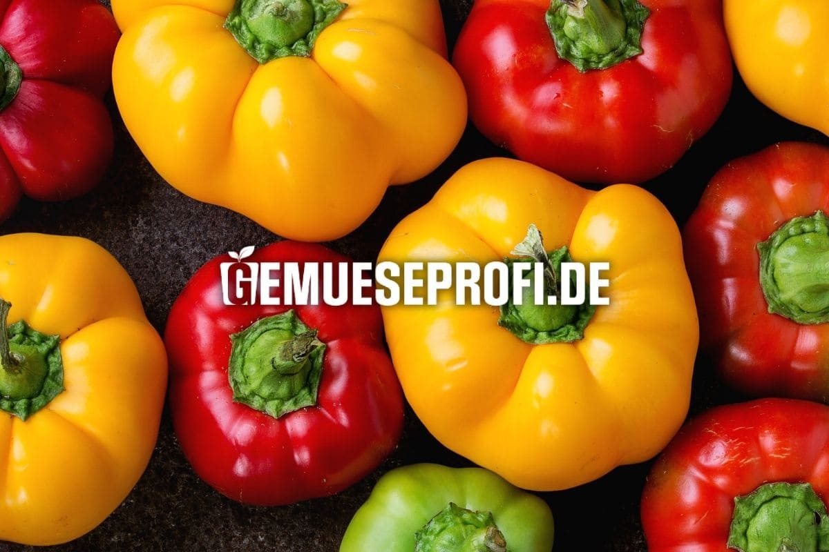 Paprikapflanzen kaufen und früher ernten Paprikapflanzen kaufen und früher ernten