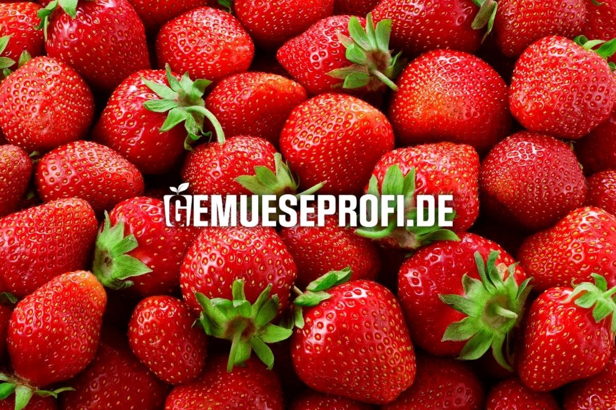 Erdbeerpflanzen online kaufen bei Gem&uuml;seProfi