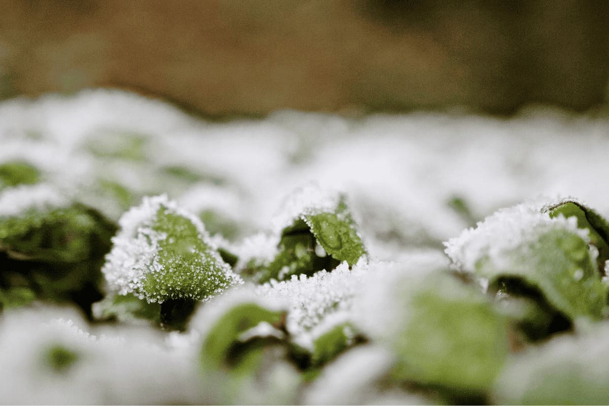 K&auml;lte & Frost? &ndash; Kein Problem