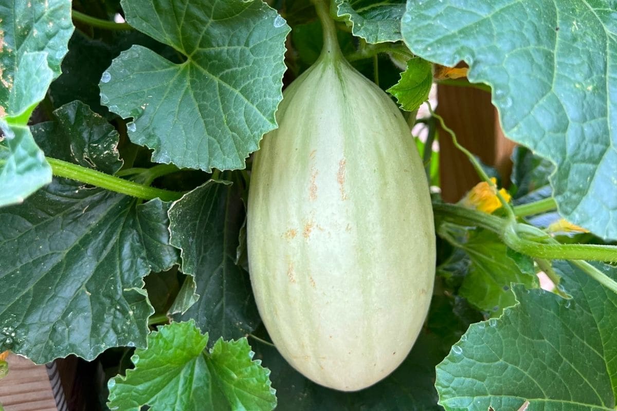 Reife Früchte richtig ernten Reife Früchte richtig ernten