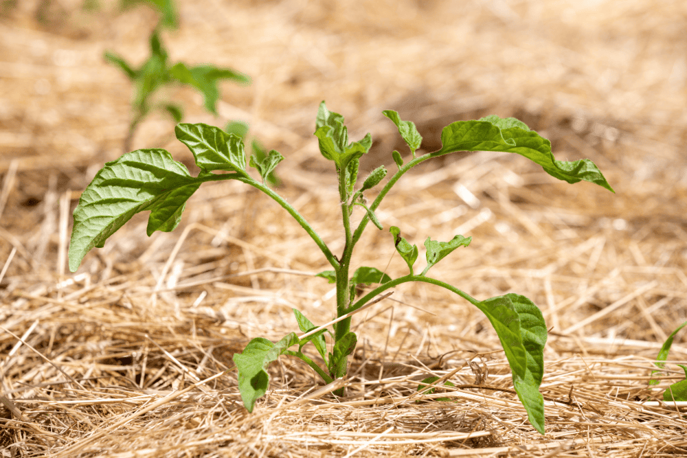 Tomatenpflanzen kaufen &ndash; worauf Sie achten sollten