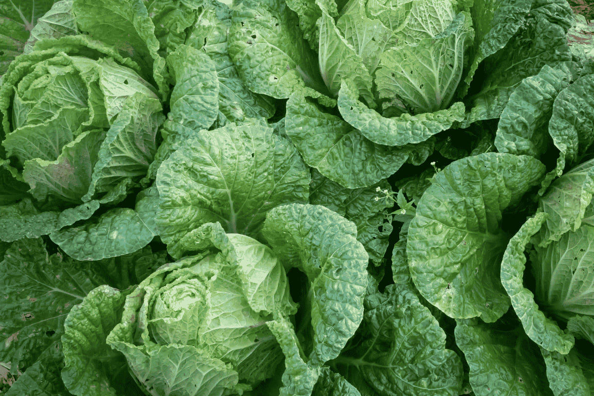 Kohl