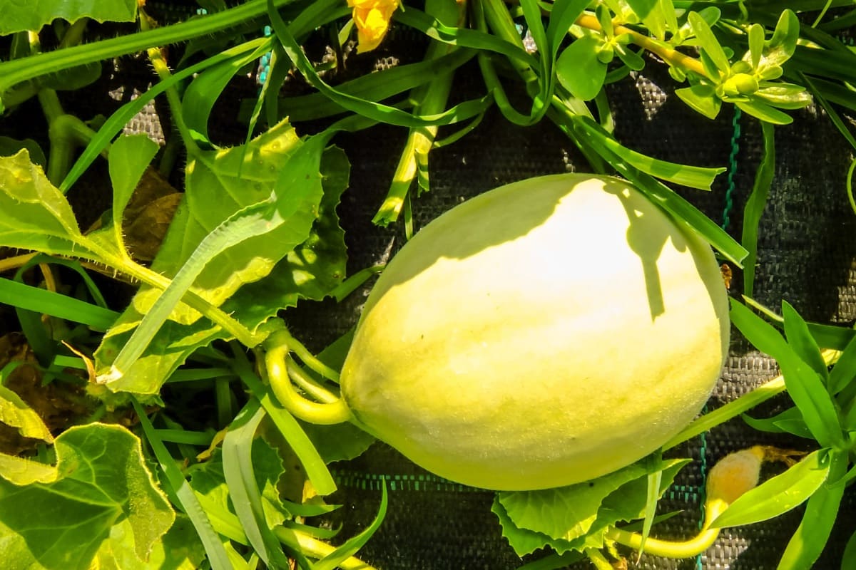 Melonenpflanzen erfolgreich anbauen