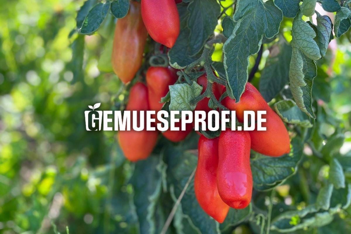 Sp&auml;treifende Tomaten kaufen &ndash; Zeit f&uuml;r intensiven Geschmack
