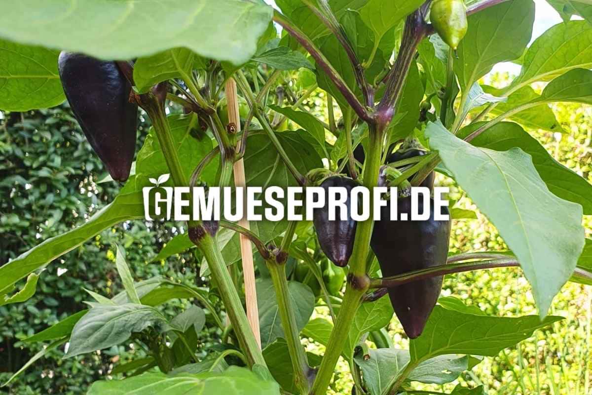 Snackpaprika-Pflanzen kaufen &ndash; kleine Frucht, zuckers&uuml;&szlig;er Geschmack