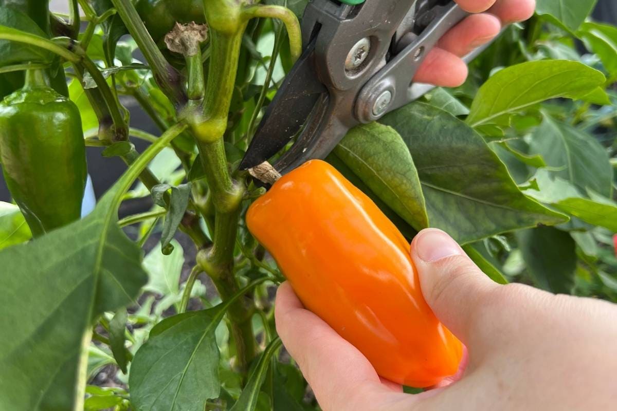 Snackpaprika ernten: So erkennen Sie die volle Reife