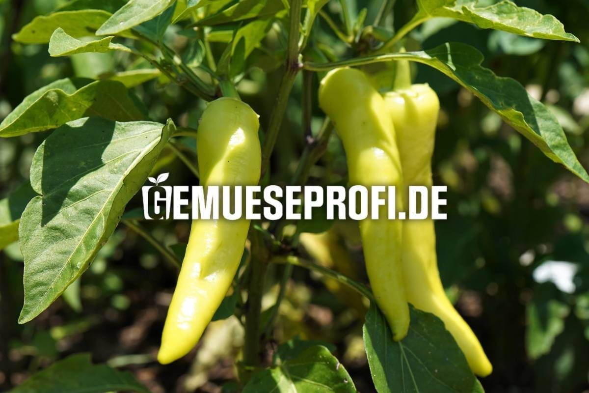 Spitzpaprika-Pflanzen kaufen &ndash; l&auml;ngliche Fr&uuml;chte, s&uuml;&szlig;er Geschmack