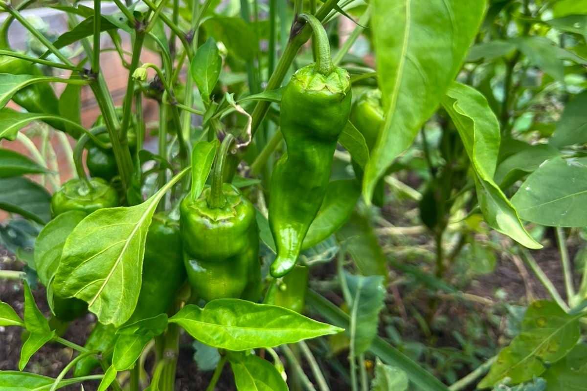 Spitzpaprika ernten &ndash; Wann ist der richtige Zeitpunkt?