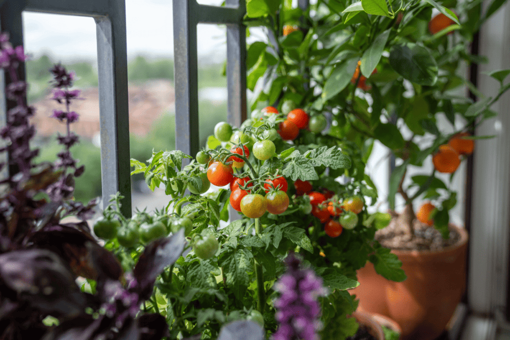 Tomatenpflanzen f&uuml;r Balkon & Terrasse kaufen