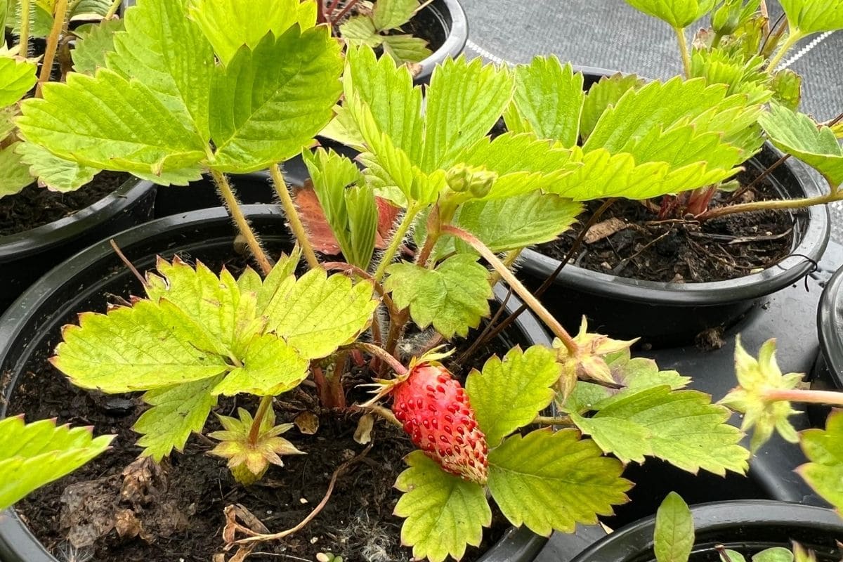 Remontierende Erdbeeren