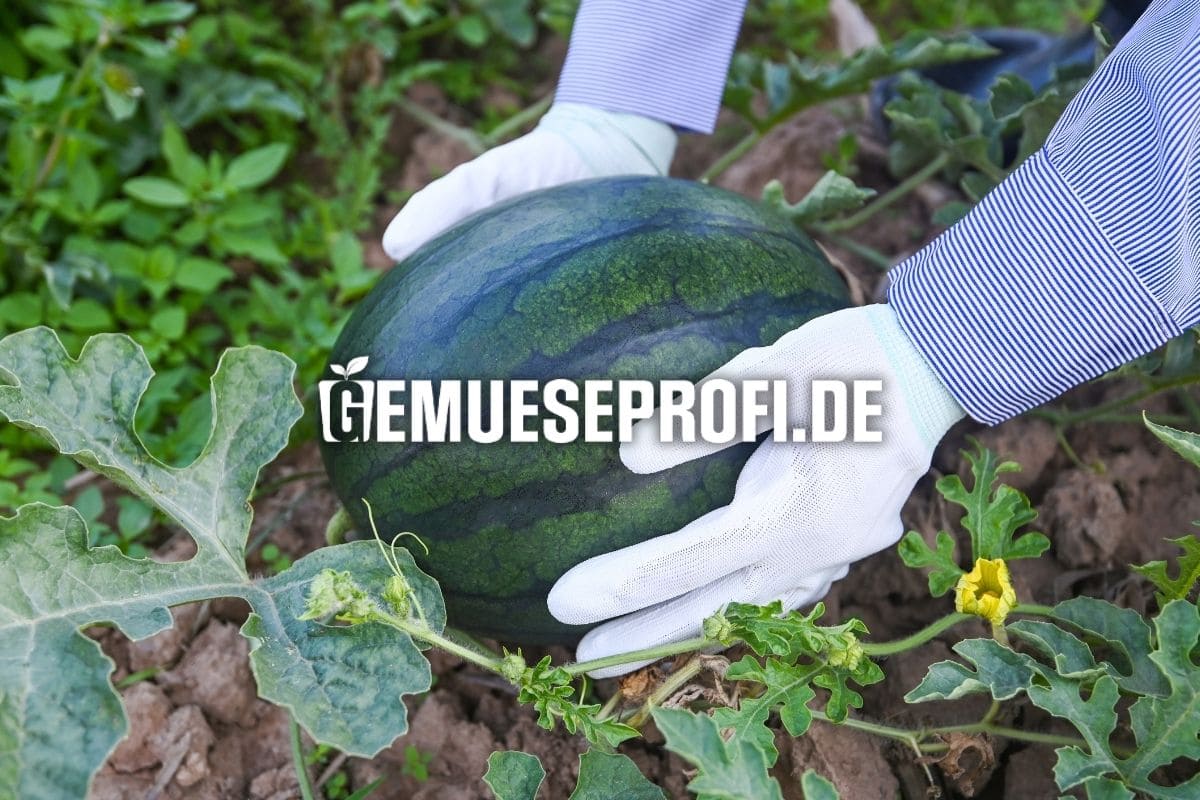 Kr&auml;ftige Melonen-Jungpflanzen kaufen