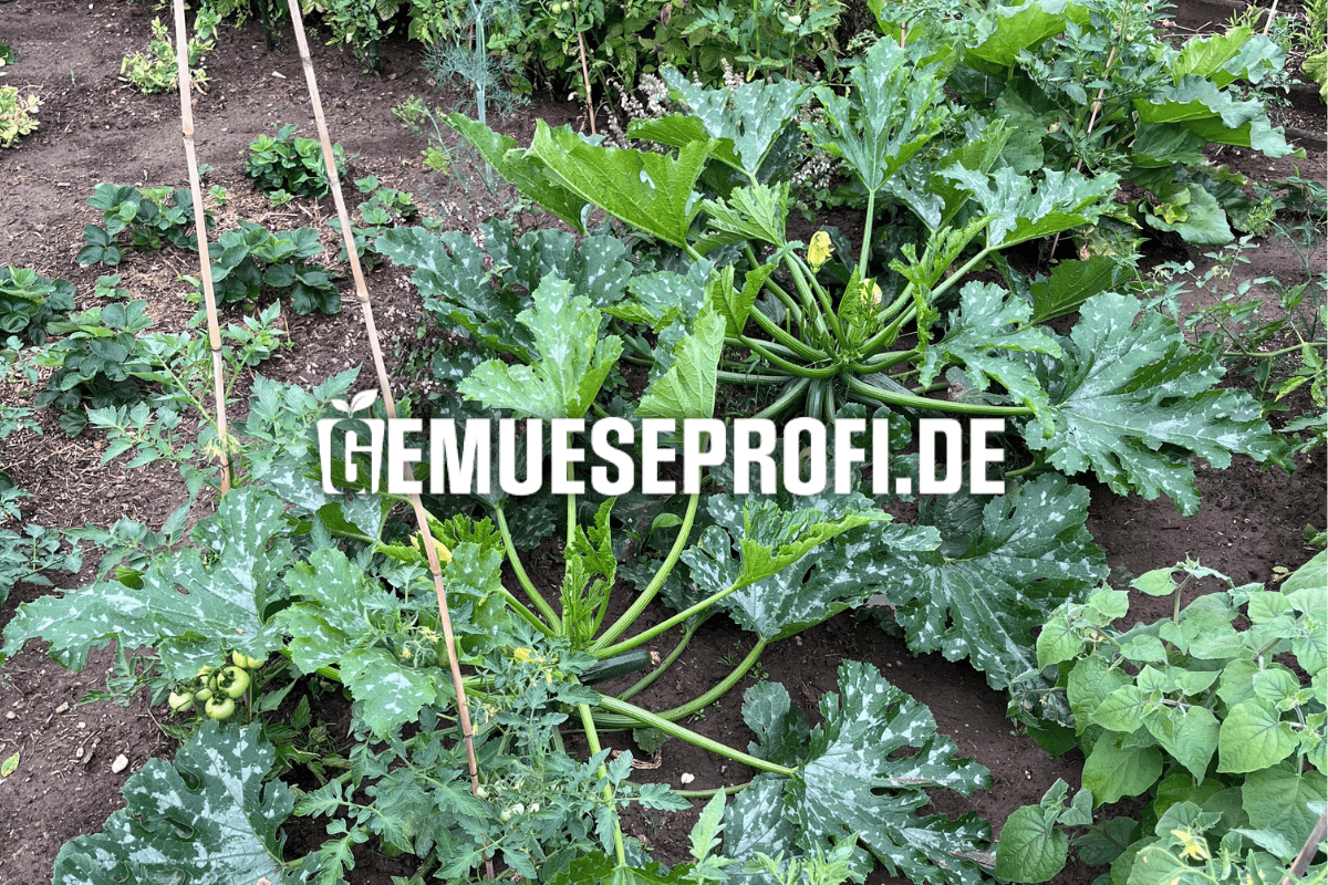 Multikraft Produkte bei Gem&uuml;seProfi kaufen