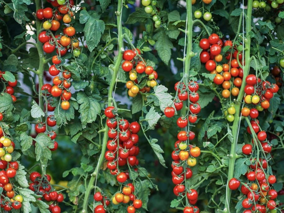 Tomatenhaken online bestellen – stabiler Halt für kräftige Pflanzen Tomatenhaken online bestellen – stabiler Halt für kräftige Pflanzen