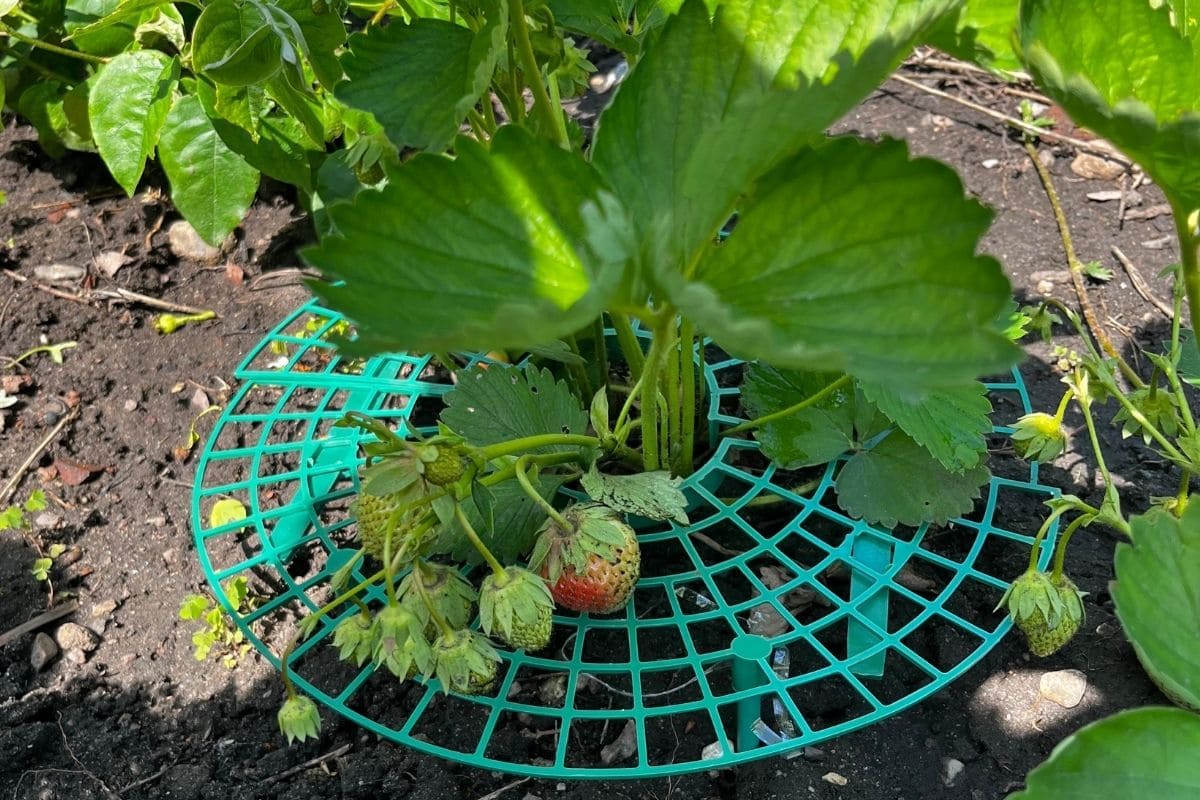 Erdbeeren richtig pflegen