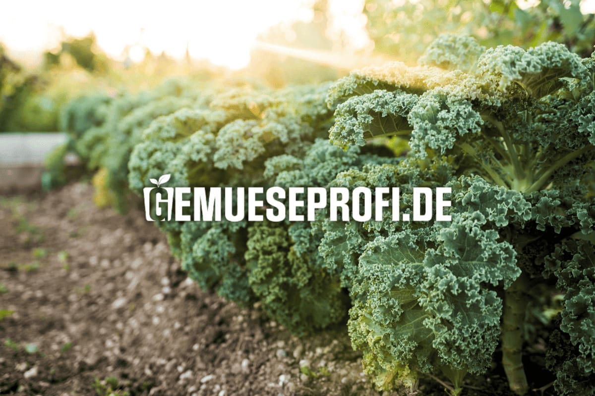 Wintergem&uuml;se Pflanzen kaufen &ndash; bei Gem&uuml;seProfi